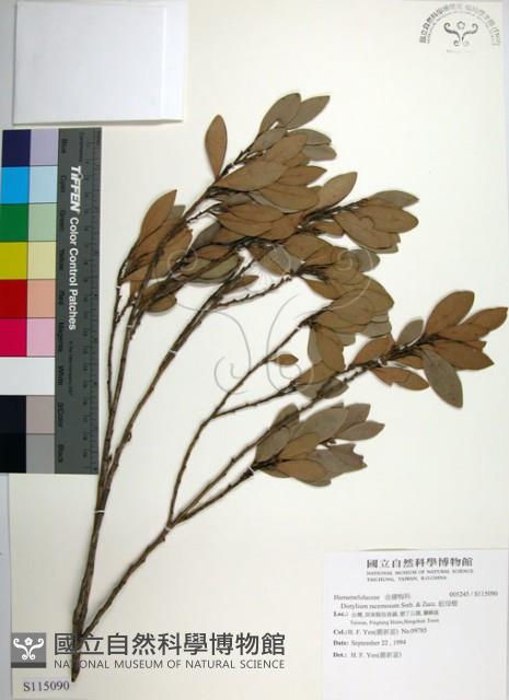 蚊母樹藏品圖，第1張