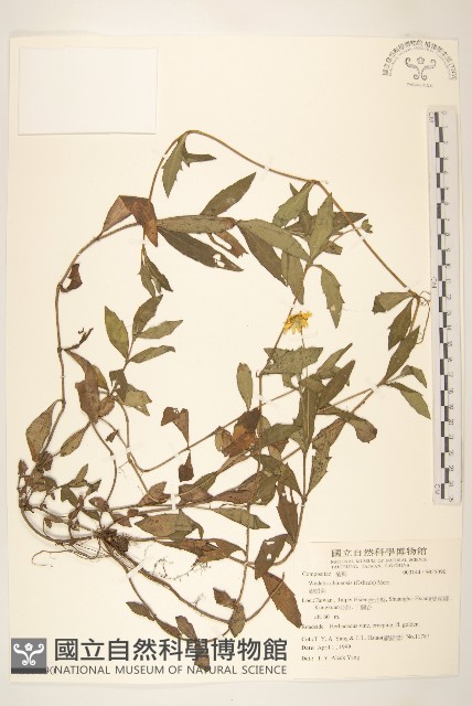 蟛蜞菊藏品圖，第1張