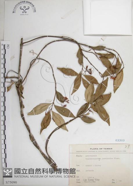 絡石藏品圖，第1張