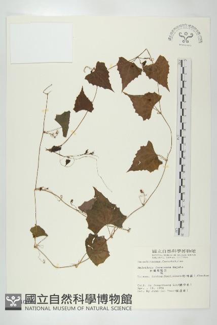 臺灣馬交兒藏品圖，第1張