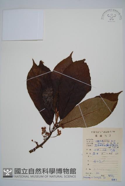 水東哥藏品圖，第1張