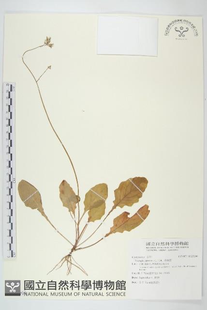 黃鵪菜藏品圖，第1張