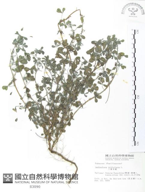 三葉木藍藏品圖，第1張