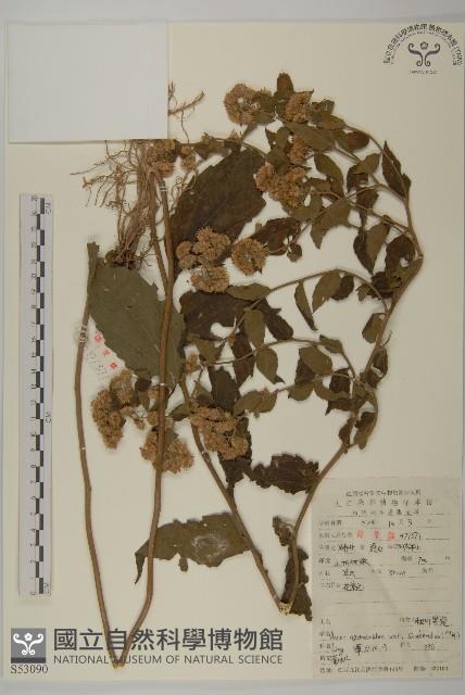 微糙三脈紫菀藏品圖，第1張