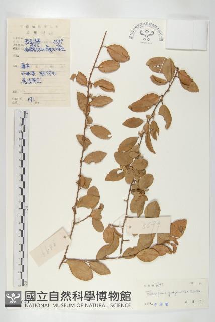 角花胡頹子藏品圖，第1張