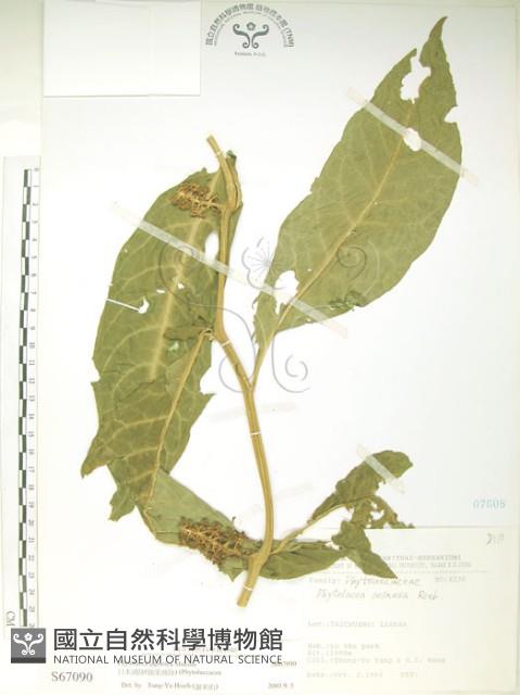 日本商陸、圓果商陸藏品圖，第1張