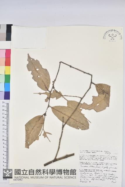 登錄號:S047090藏品圖，第1張