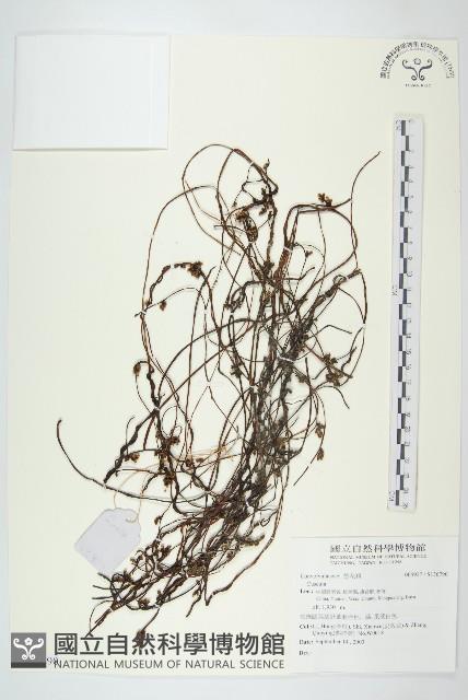 登錄號:S136790藏品圖，第1張