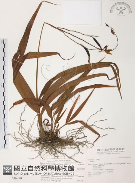 臺灣白及藏品圖，第1張