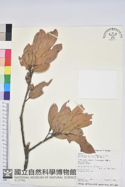 毽子椆藏品圖，第1張