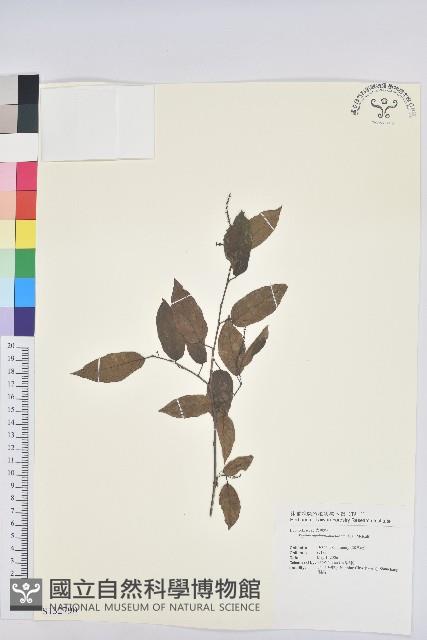 登錄號:S132790藏品圖，第1張