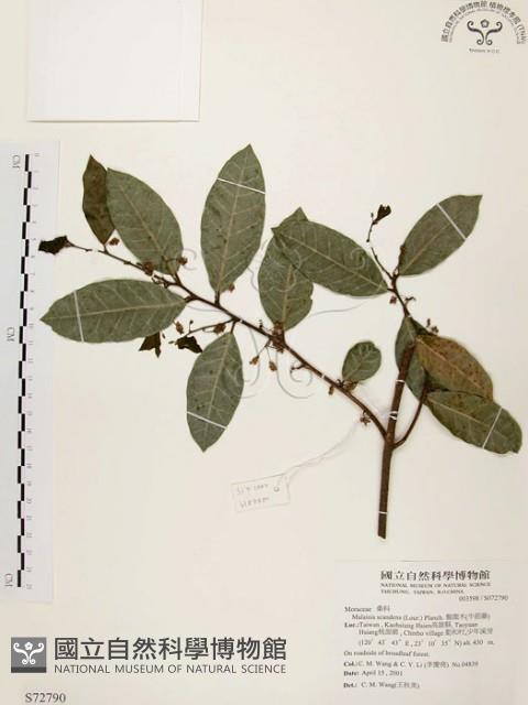 盤龍木、牛筋藤藏品圖，第1張