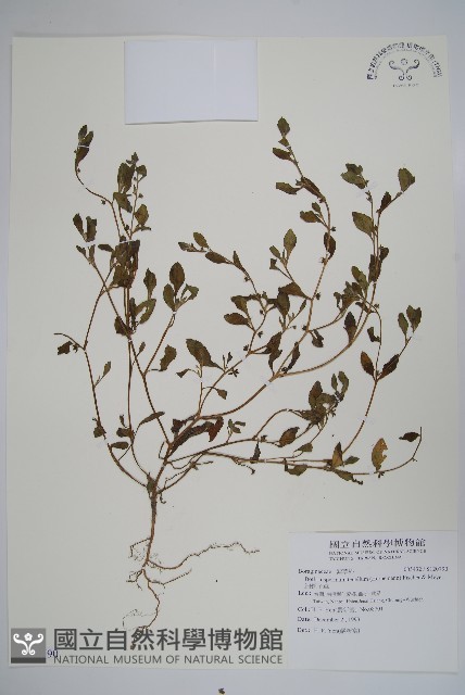 細纍子草藏品圖，第1張