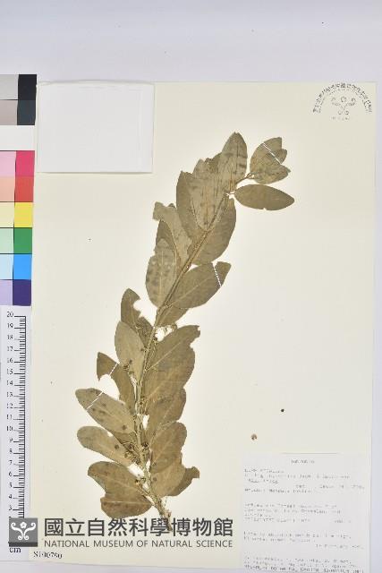 登錄號:S100790藏品圖，第1張