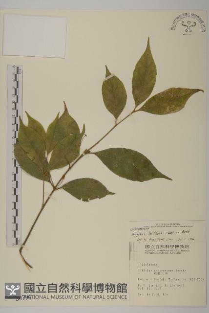 大丁黃藏品圖，第1張