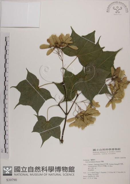 青楓藏品圖，第1張