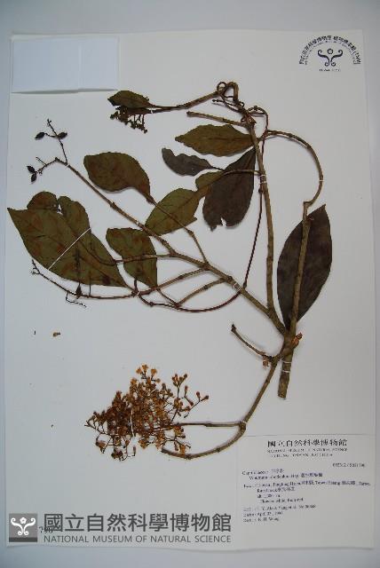 著生珊瑚樹藏品圖，第1張