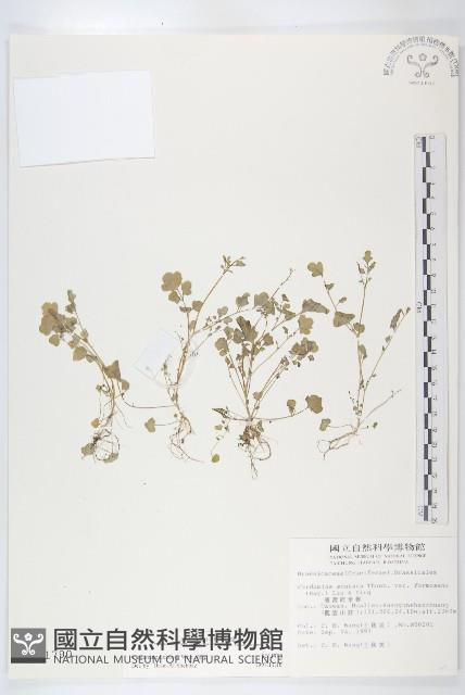 焊菜藏品圖，第1張