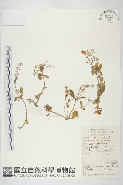 大葉火焰草藏品圖，第1張