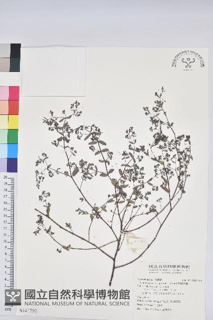 紫斑大戟藏品圖，第1張