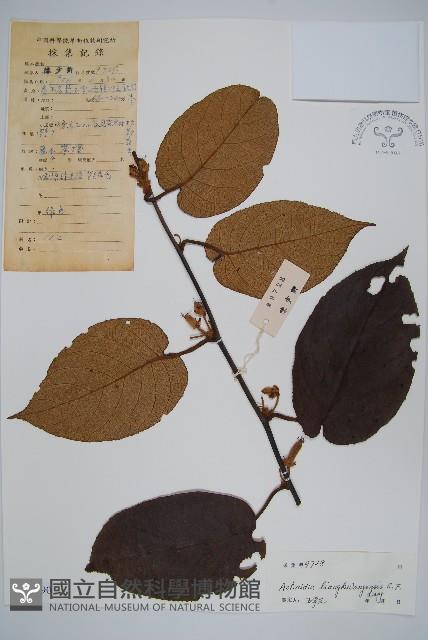 兩廣獼猴桃藏品圖，第1張