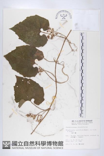 青牛膽藏品圖，第1張