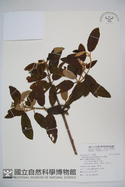 密生莢迷藏品圖，第1張