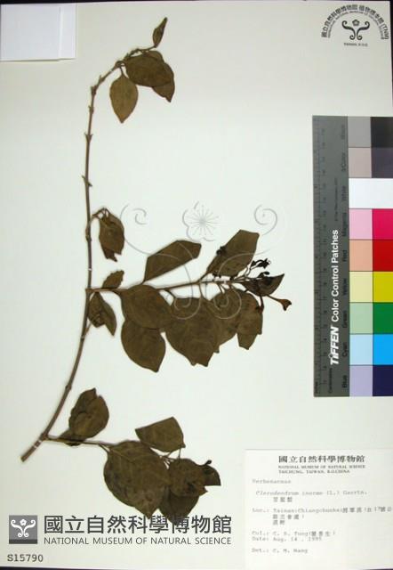 苦林盤藏品圖，第1張