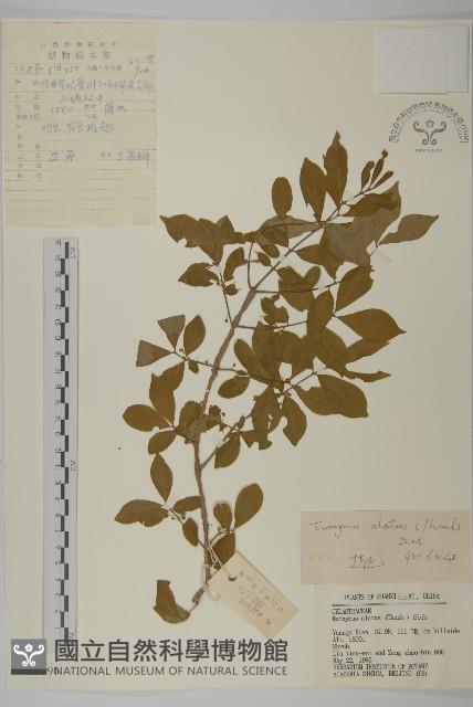 衛矛藏品圖，第1張