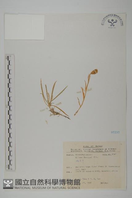 蠅子草藏品圖，第1張