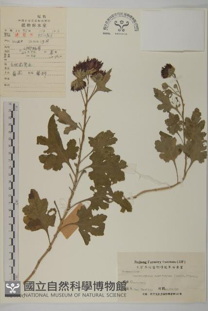 菊花藏品圖，第1張