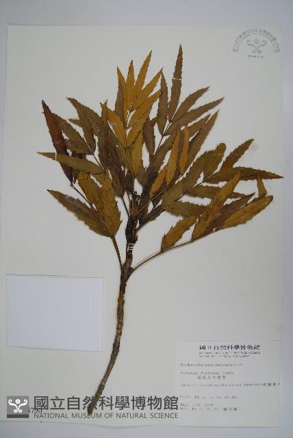 細葉十大功勞藏品圖，第1張