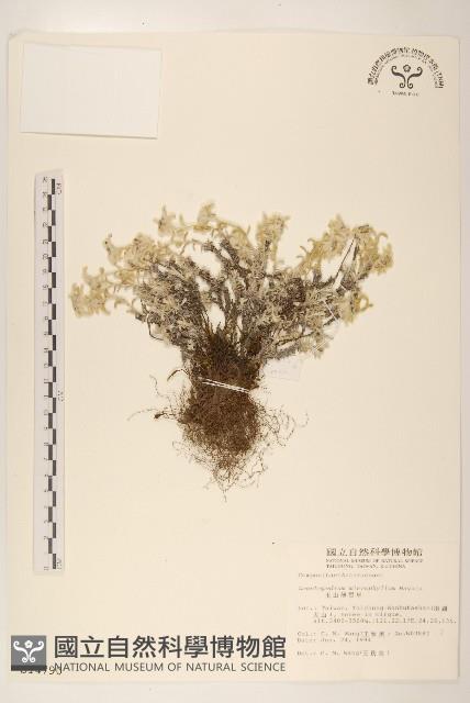 玉山薄雪草藏品圖，第1張