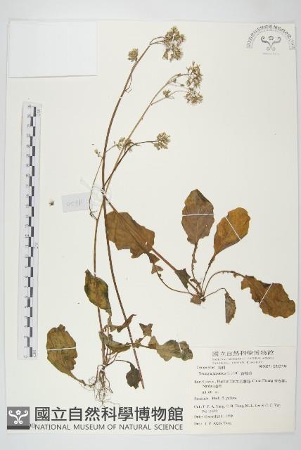 黃鵪菜藏品圖，第1張