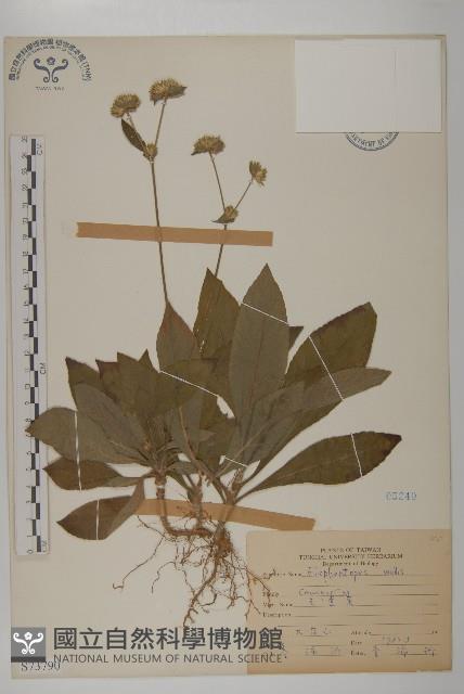 地膽草、毛蓮菜藏品圖，第1張