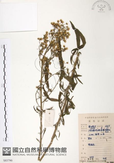 美洲假蓬藏品圖，第1張