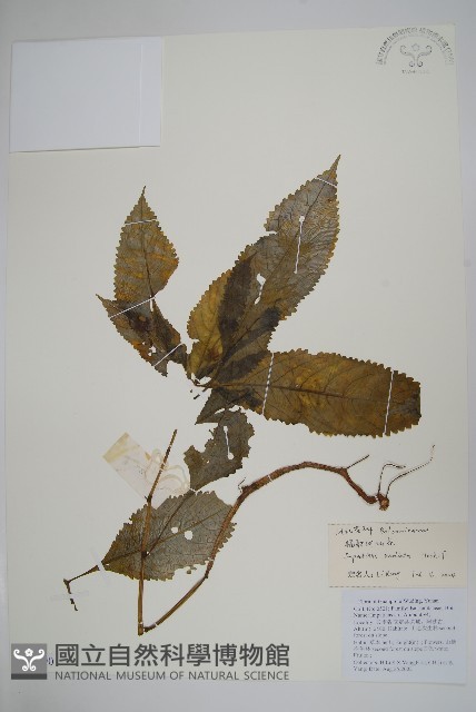 輻射鳳仙花藏品圖，第1張