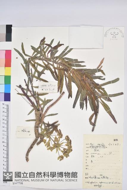 湖北大戟藏品圖，第1張