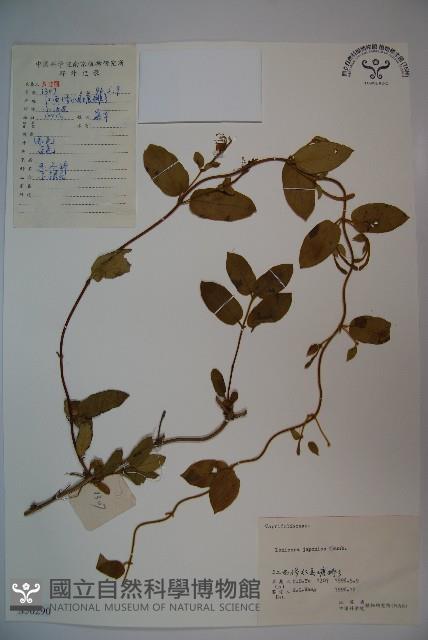 忍冬、金銀花藏品圖，第1張