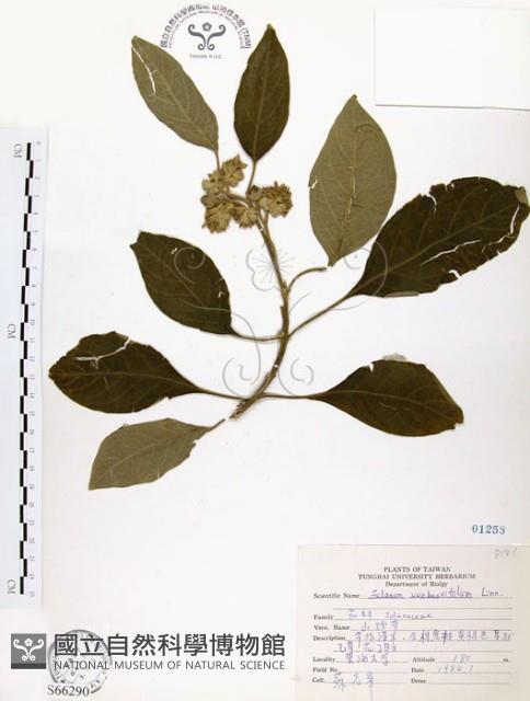 山煙草藏品圖，第1張