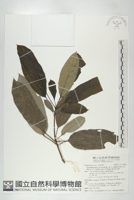 奧氏虎皮楠藏品圖，第1張