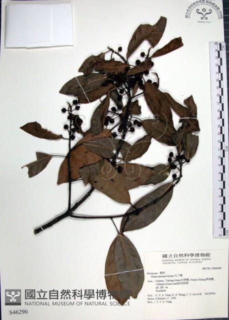 九重吹、九丁樹、脈葉榕、大葉九重吹藏品圖，第1張