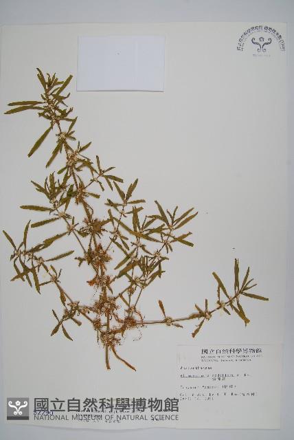 蓮子草藏品圖，第1張