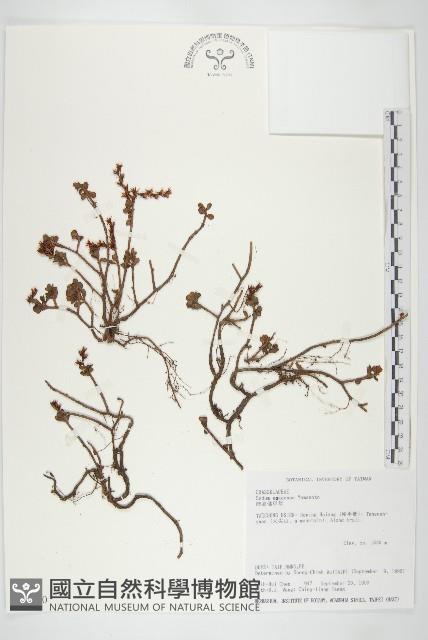 Accession Number:S032290 Collection Image, Figure 1, Total 2 Figures