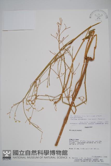 登錄號:S062290藏品圖，第1張