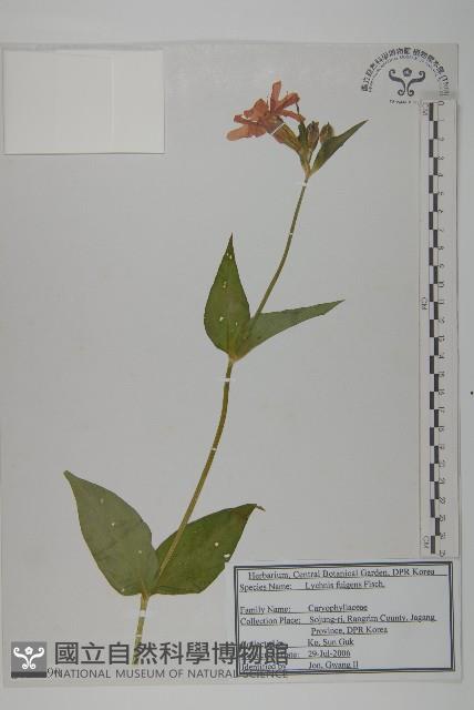 大花剪秋蘿藏品圖，第1張