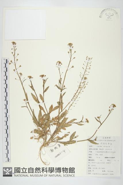 薺藏品圖，第1張