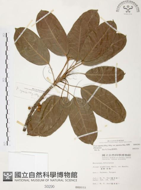 雀榕藏品圖，第1張