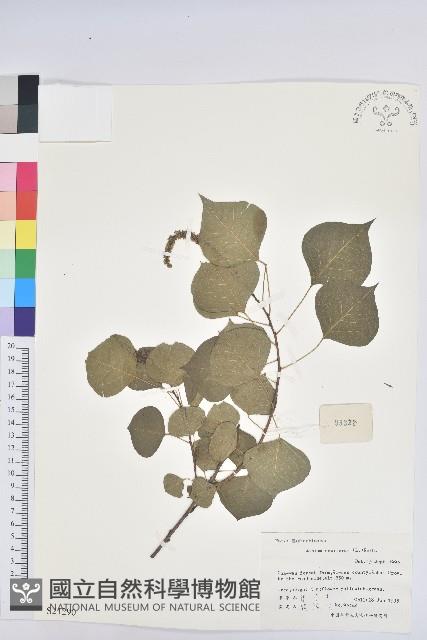 烏臼藏品圖，第1張