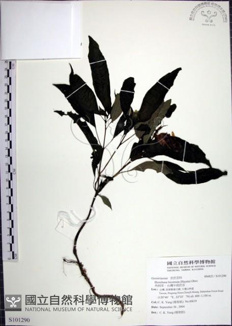 角桐草、台灣半蒴苣苔藏品圖，第1張